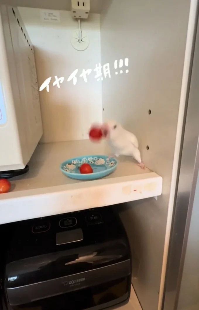 首を大きく振りかぶる▶勢いよく…(⇒次へ)