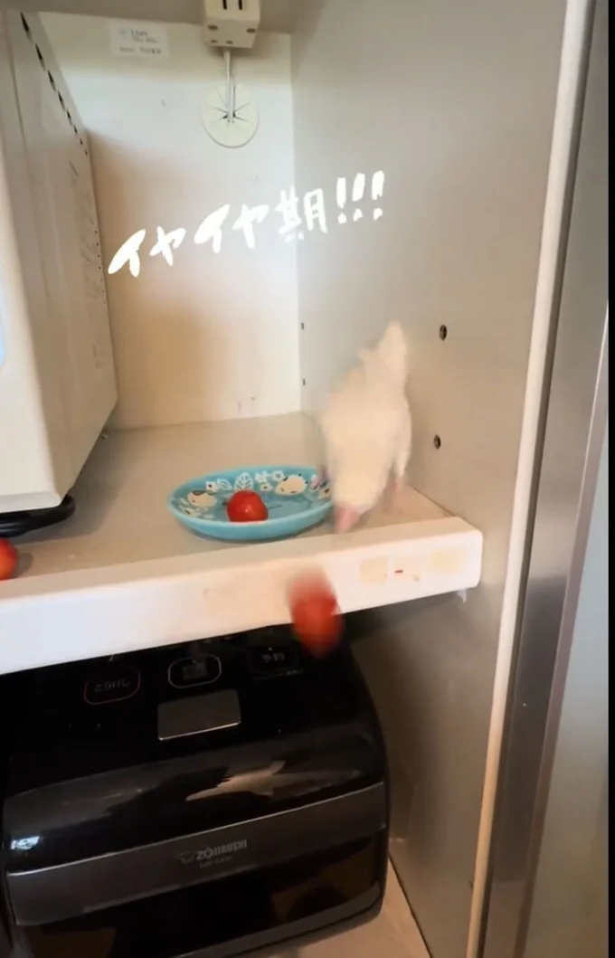 床へ投げてしまった▶豪快に投げていたけど…(⇒次へ)