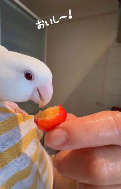 飼い主さんに食べさせてもらう▶飼い主さんの手から…（⇒次へ）