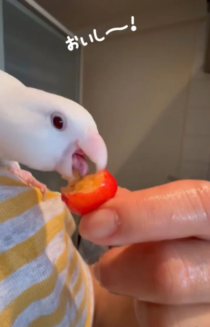 さくらんぼをパクリ▶ご機嫌なひとときも(⇒次へ)