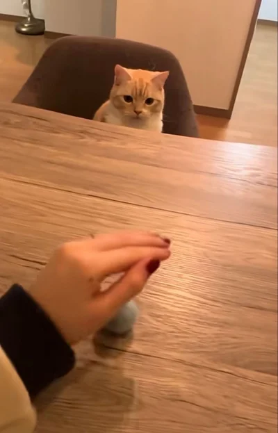 マジックを披露する飼い主さん（⇒次へ）