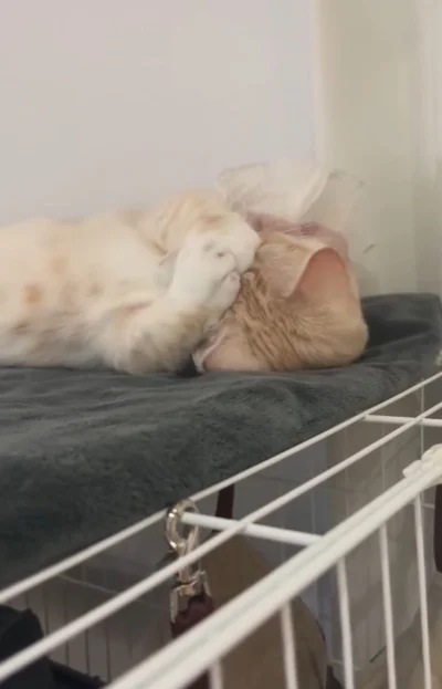 眠くて目をこすっている▶（次画像からねこ好きはハートを掴まれること間違いなしのエピソードが満載『あっち こっち ネッチ！』が読めます）（⇒次へ）