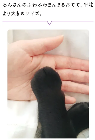 ろんさんのふわふわまんまるおてて