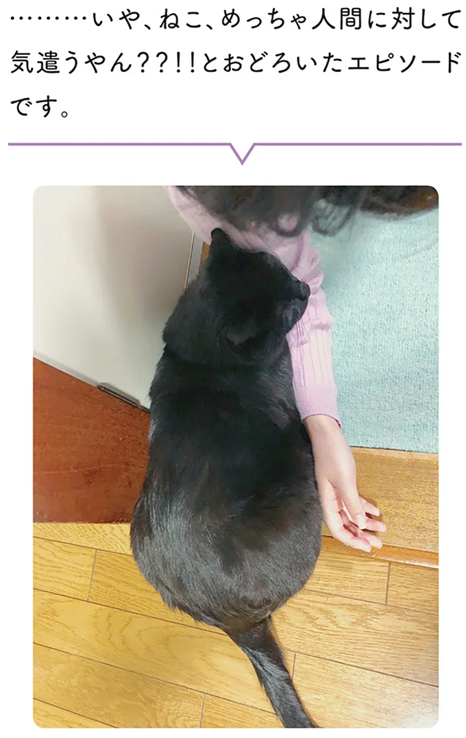 …いや、ねこ、めっちゃ人間に対して気遣うやん??!!