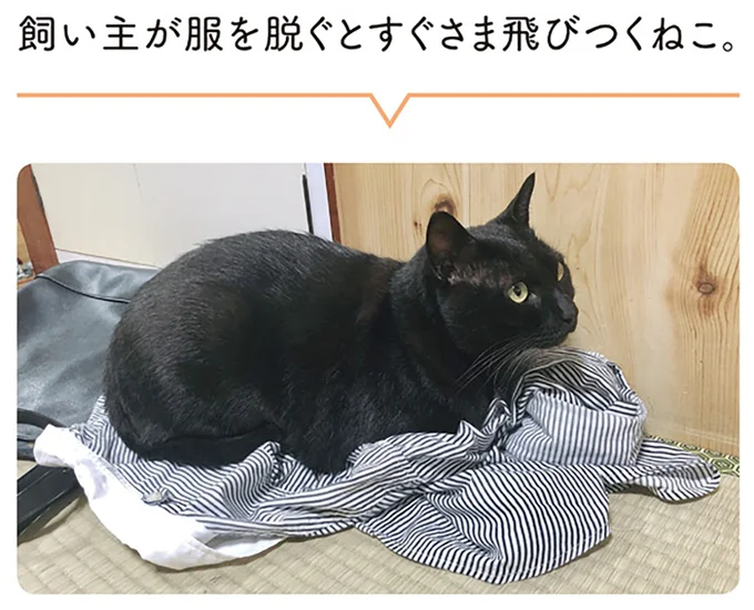 飼い主が服を脱ぐとすぐさま飛びつくねこ
