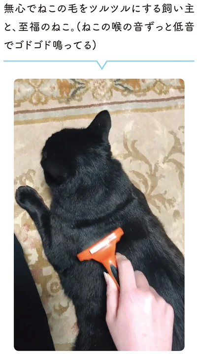 無心でねこの毛をツルツルにする飼い主と、至福のねこ