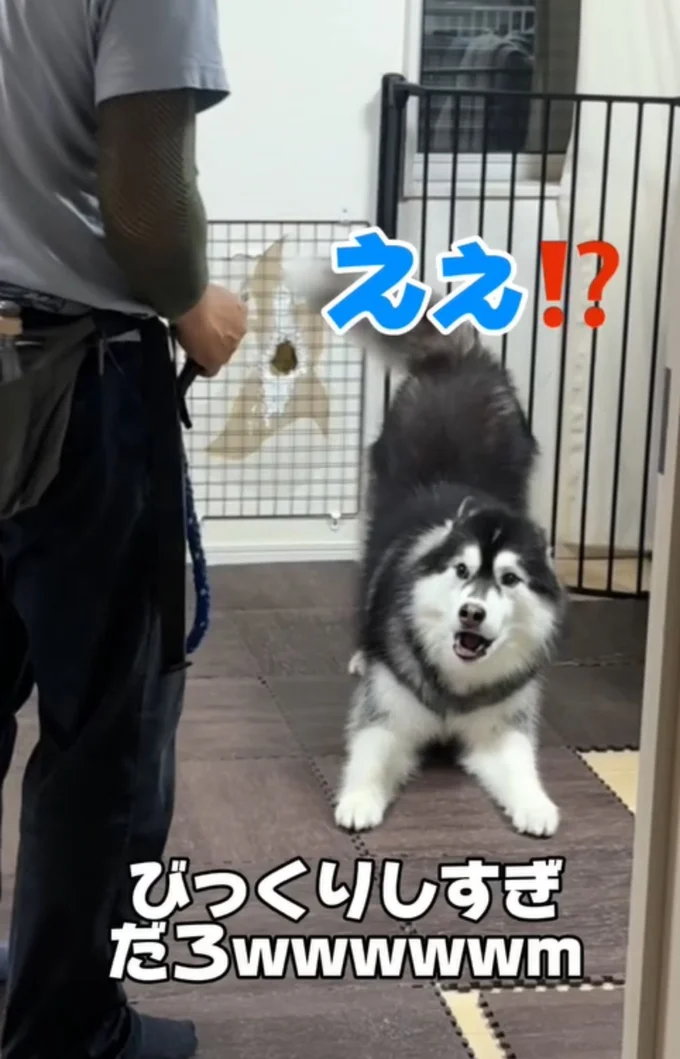 びっくりしている「善丸くん」▶「わん、わん」と鳴き…(⇒次へ)