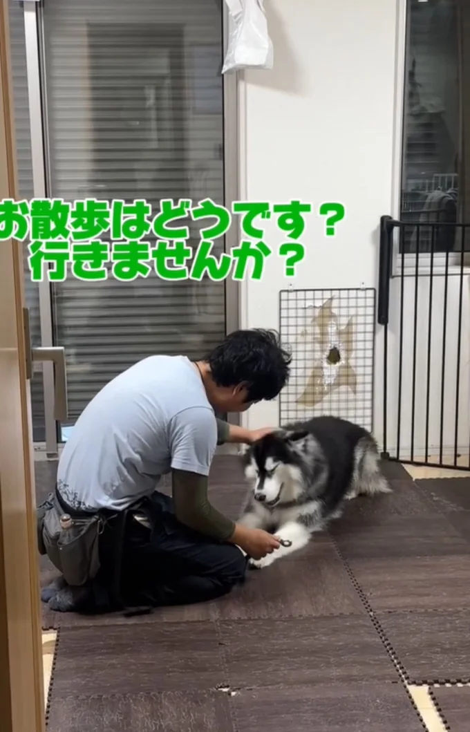 床に体を伏せている▶飼い主さんが…(⇒次へ)