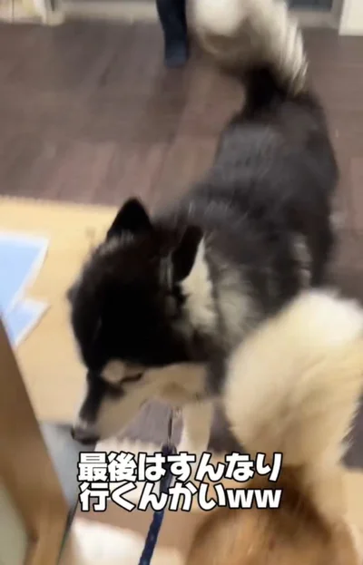 すんなりお散歩に行った▶ハスキー兄妹の日常（⇒次へ）