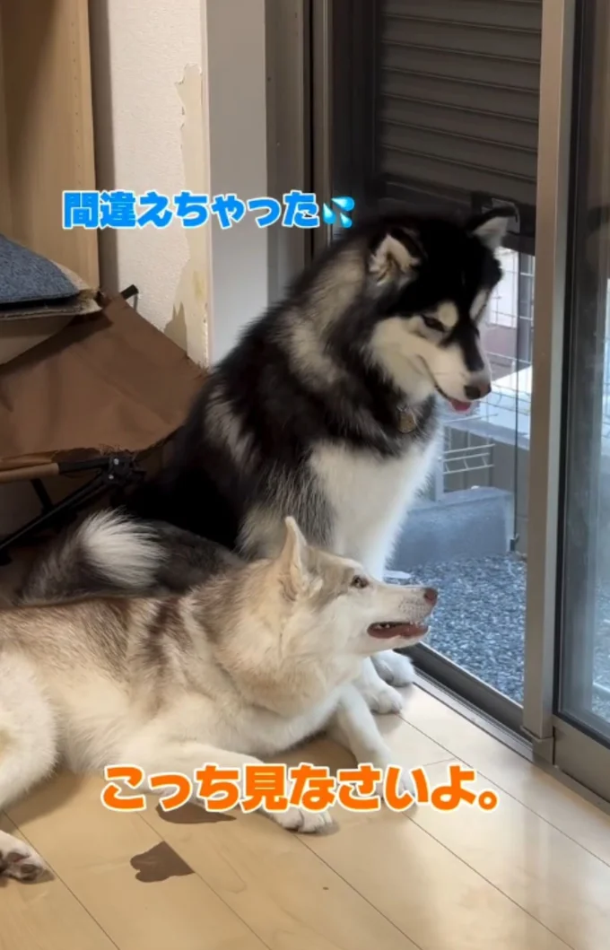 「なにしてんのよ」とギロリ▶謝りたい?善丸くん(⇒次へ)