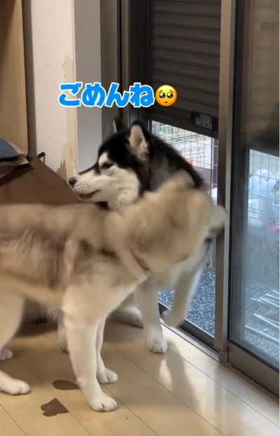 モニカちゃんに体を寄せる善丸くん▶（次画像からドーベルマンのドベと元野良犬のノラ。2匹とのほっこり愛情あふれる毎日『ドベとノラ 犬がくれた優しい世界』が読めます）（⇒次へ）