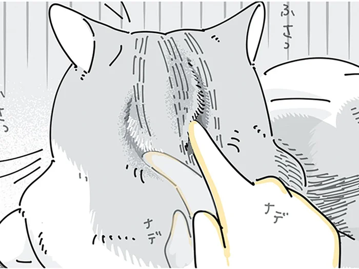もふもふで可愛いネコの後頭部。ついいたずら書きしたくなっちゃう？