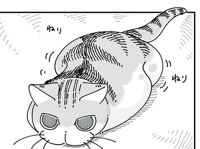 とびつきそうでとびつかない。ネコより飼い主の方がドキドキする!?
