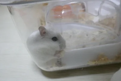 隅っこが好きな川平ちゃん▶ケージの壁に張り付く姿が可愛い！（⇒次へ）