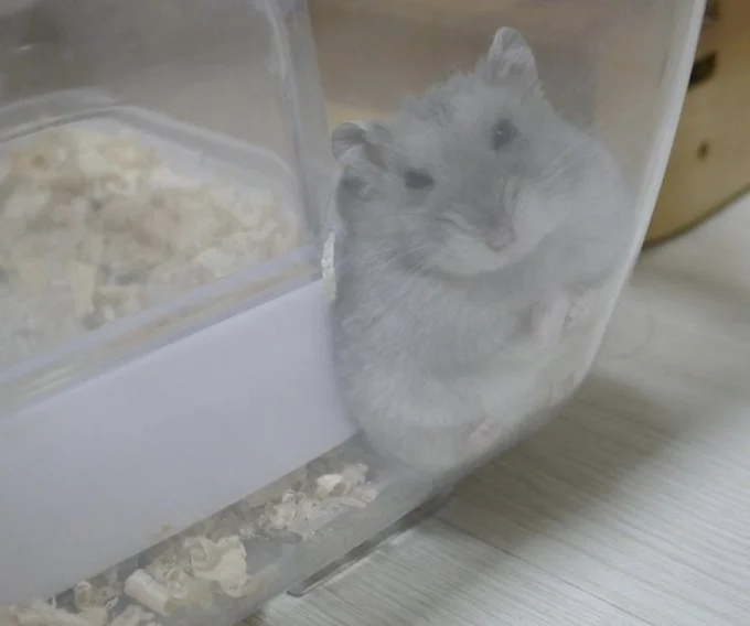 隅っこ大好き小島くん▶上からのぞくと…(⇒次へ)
