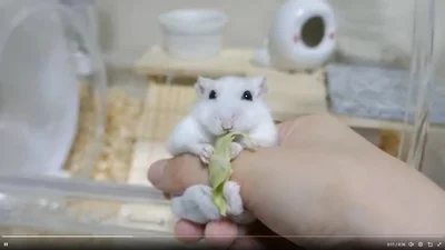ひたすらにキャベツを咀嚼する川平ちゃん▶砂遊びする可愛いハムスター（⇒次へ）