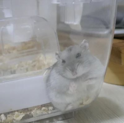 狭い場所がきっと落ち着くのでしょうね▶手乗りハムスターちゃん（⇒次へ）