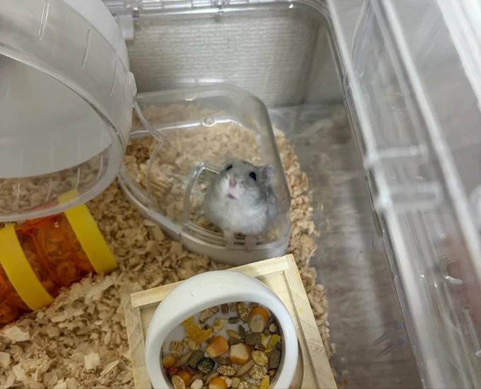 よく飼い主の気配に気がつく小島くん▶手の中でモグモグ(⇒次へ)