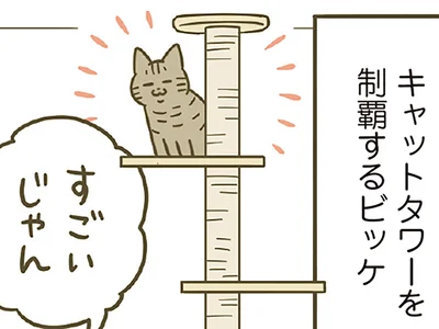 キャットタワーも制覇