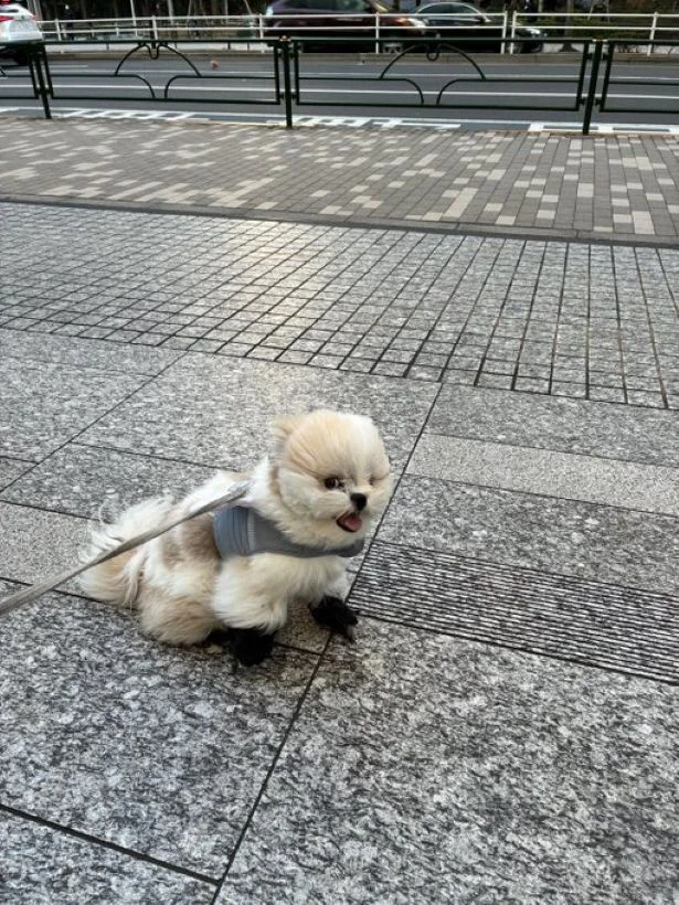 「犬同士は相談しない？」仲良くお散歩のはずが…2匹のワンコが予想外の行動