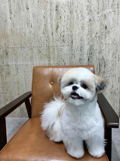 ちょこんと座る姿がかわいいですね▶（次画像から、動物が大の苦手だったけど…可愛すぎるトイプーとの毎日を描いた『うちのトイプーがアイドルすぎる。』が読めます）（⇒次へ）