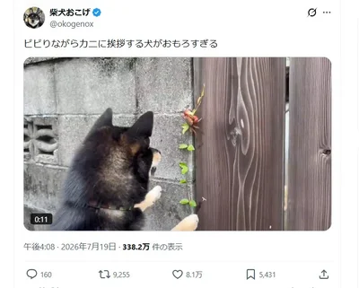 ビビりながらもカニに挨拶する犬▶初めての遭遇！（⇒次へ）