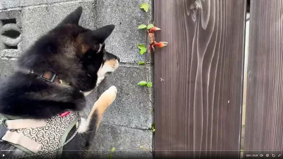 お互いにドキドキの対面▶おそるおそる…（⇒次へ）