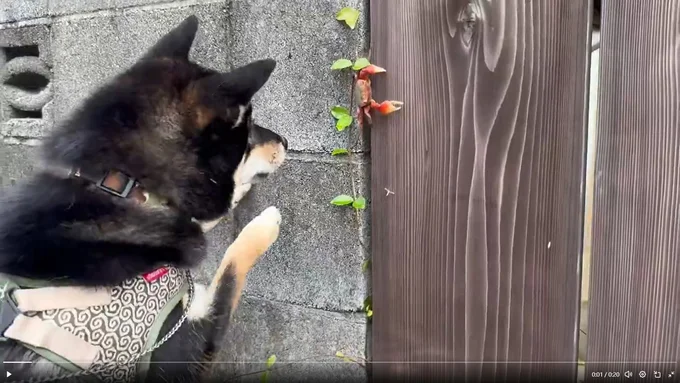 お互いにドキドキの対面▶おそるおそる…(⇒次へ)