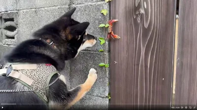 お鼻を近づけるおこげくん▶やっぱりこわい…！？（⇒次へ）