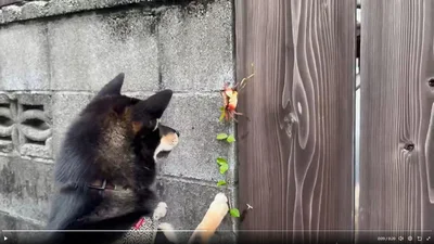 好奇心旺盛だけど、実はビビりなおこげくん▶近寄ったり離れたり…（⇒次へ）