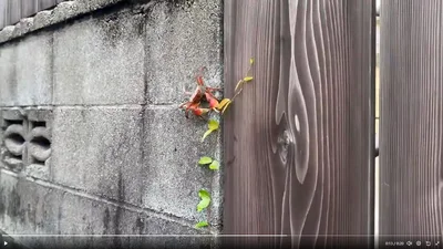カニもお散歩中？▶ついにご挨拶！？（⇒次へ）