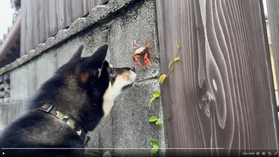 お鼻でちょん！▶最後は…（⇒次へ）