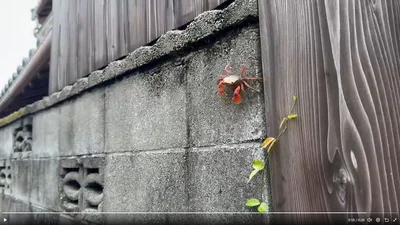 フレームアウトするおこげくん▶笑顔がカワイイおこげくん（⇒次へ）