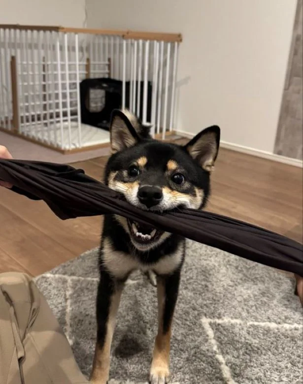 ハーモニカ吹けそう?(⇒次からは、SNSで大バズりの柴犬ぽんちゃんイラスト日記『柴犬ぽんちゃん、今日もわが道を行く2』が読めます)