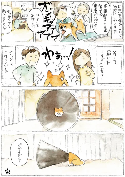 エリザベスカラー