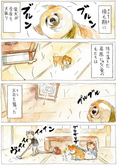 『柴犬ぽんちゃん、今日もわが道を行く』より