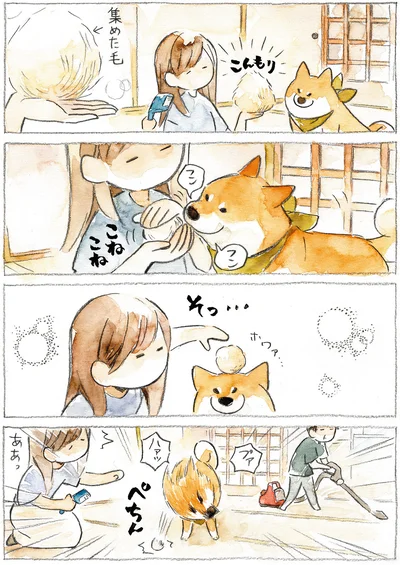 『柴犬ぽんちゃん、今日もわが道を行く』より