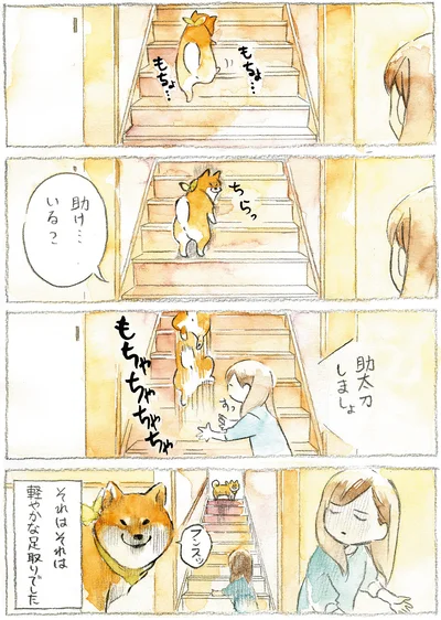 『柴犬ぽんちゃん、今日もわが道を行く』より
