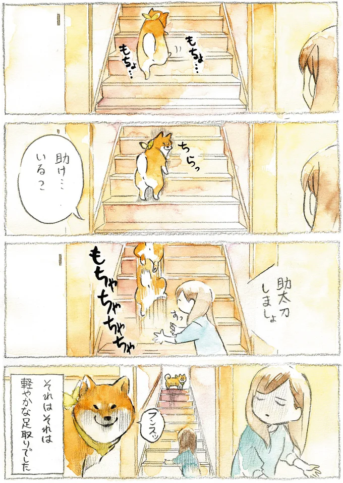 『柴犬ぽんちゃん、今日もわが道を行く』より