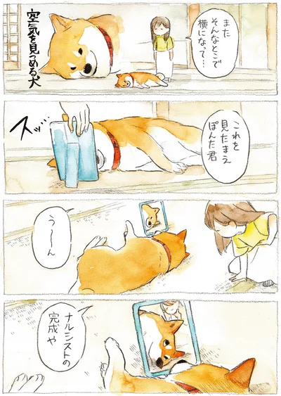 『柴犬ぽんちゃん、今日もわが道を行く』より