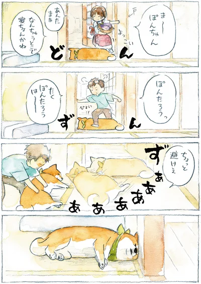 『柴犬ぽんちゃん、今日もわが道を行く』より