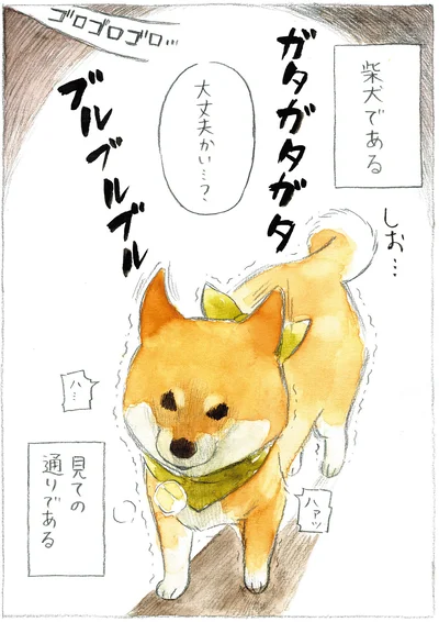 『柴犬ぽんちゃん、今日もわが道を行く』より