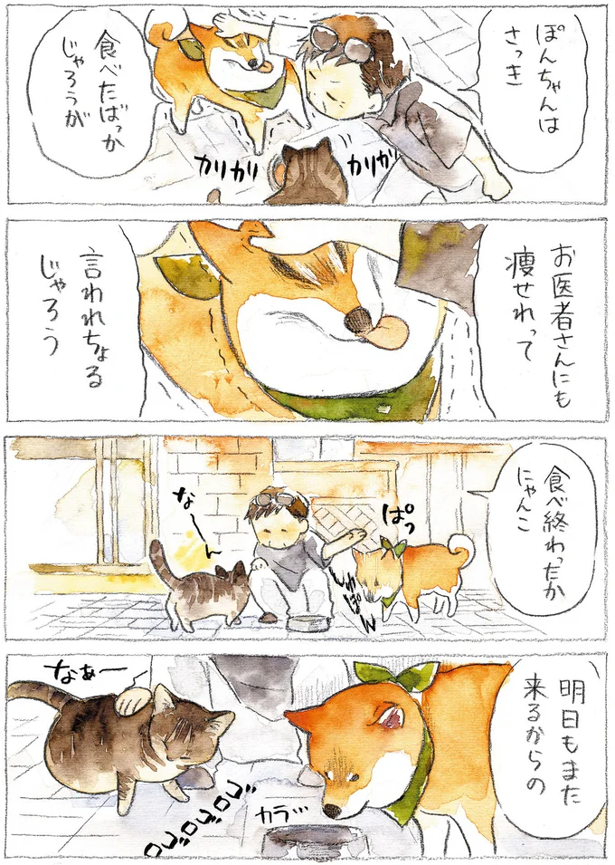 『柴犬ぽんちゃん、今日もわが道を行く』より
