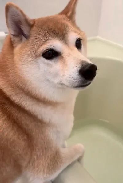 「液体になりきれない犬」体より小さな場所に入りたがる柴犬に5万いいね