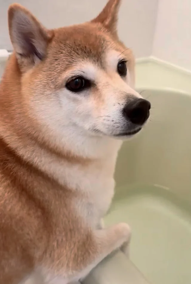 「液体になりきれない犬」体より小さな場所に入りたがる柴犬に5万いいね