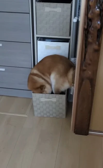 かごの中に入ろうとしている（⇒次へ）