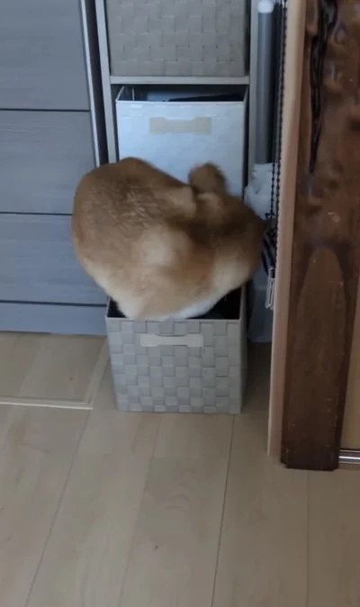 頭の向きを変えてみる▶かごの中を…（⇒次へ）