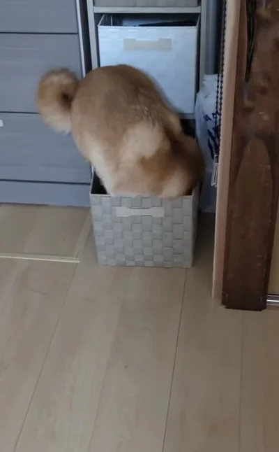 右に行ってみる▶やっと体が収まった！と思いきや…（⇒次へ）