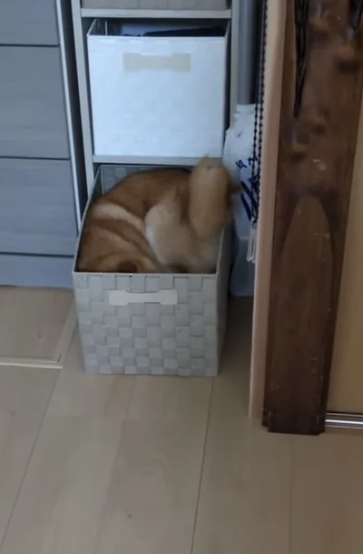 尻尾だけはみ出している▶「しっぽ入ってへんで」と言われ…（⇒次へ）