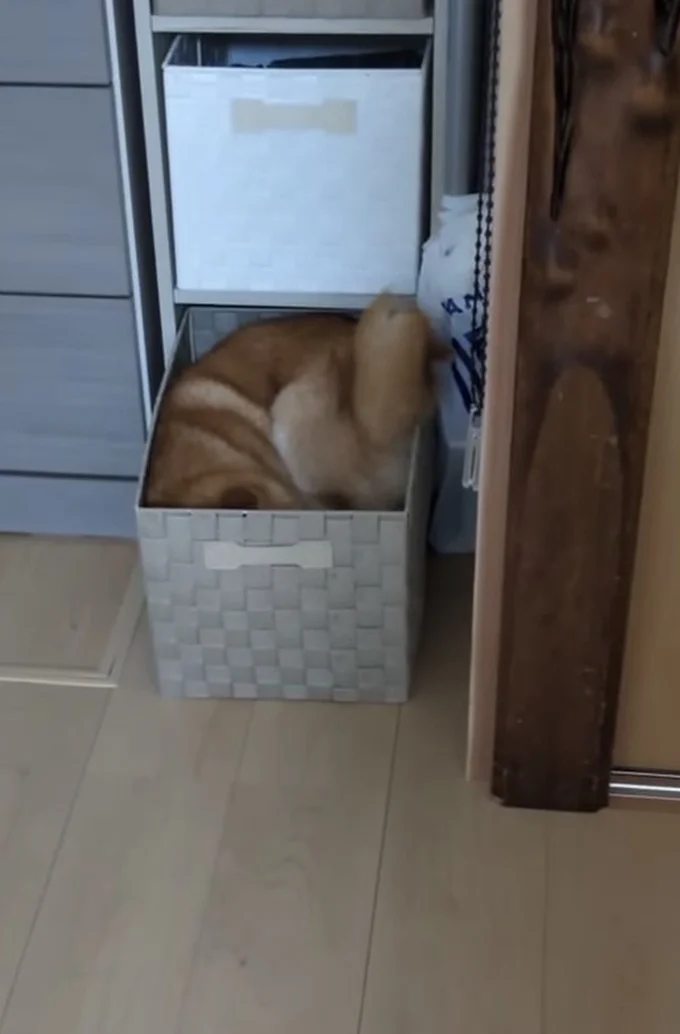 尻尾だけはみ出している▶「しっぽ入ってへんで」と言われ…(⇒次へ)